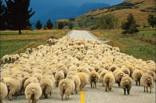 Article : Bande de moutons
