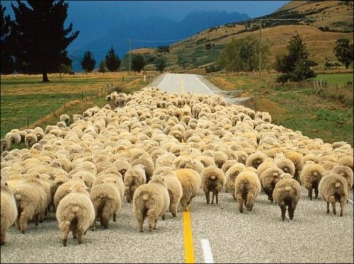 Article : Bande de moutons